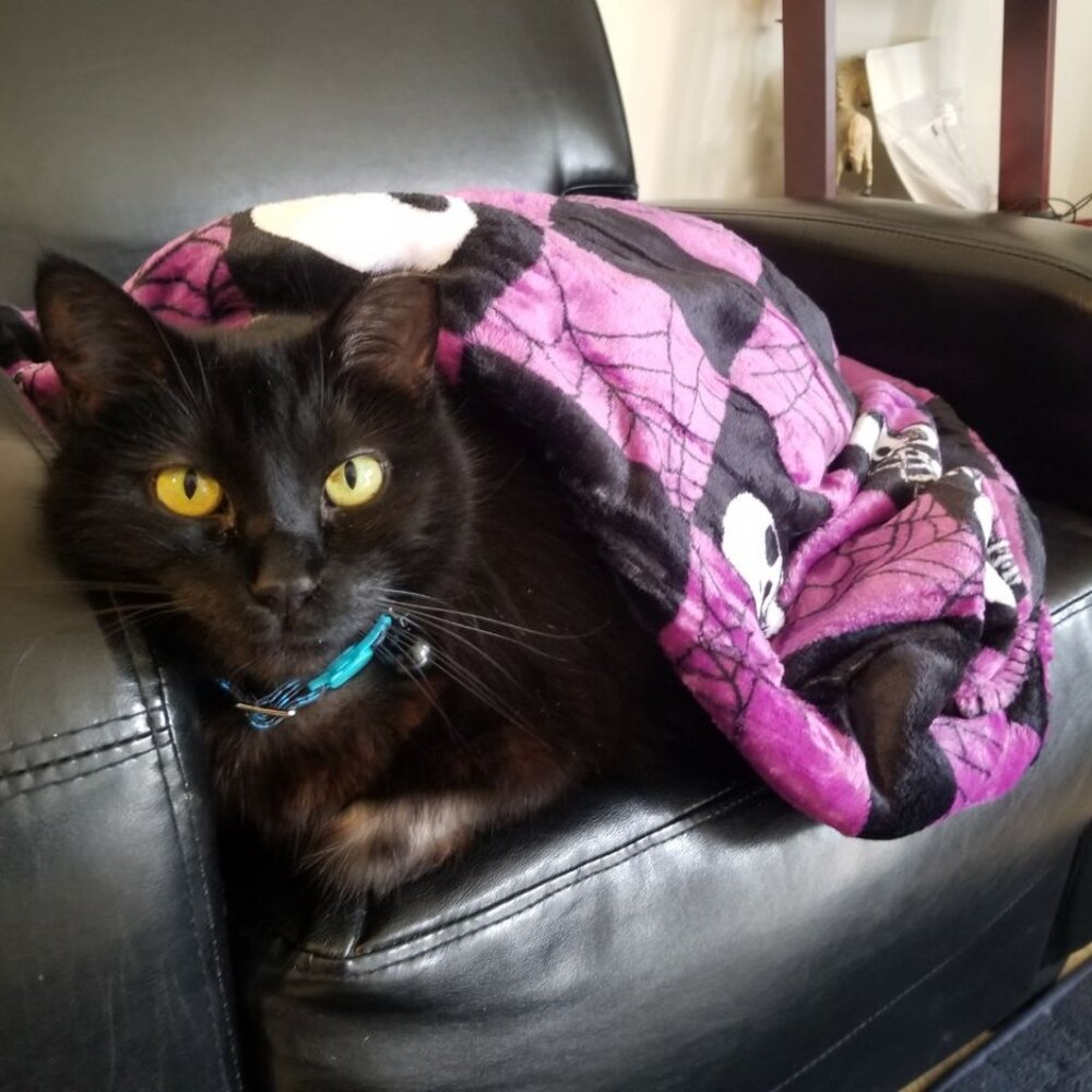 Meet your Posher, Shane